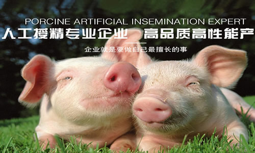 ��˾����