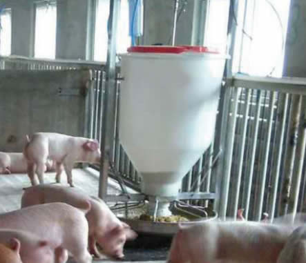 �B(y��ng)ֳ����Ҫ�i���ι�O(sh��)��đ�(y��ng)�����c���l(f��)չ