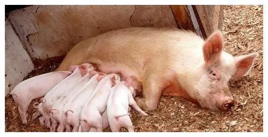 ��̝��Ҳ̝���@��(ch��ng)�ɱ���(j��ng)ِ���󼯈F(tu��n)��Сɢ���l(shu��)�ܿ������